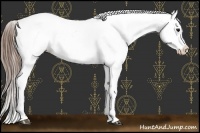 Horse Color:Buckskin Near Leopard 