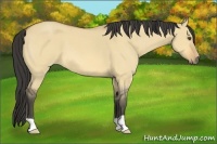 Horse Color:Buckskin Roan Dun