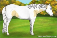 Horse Color:Silver Buckskin Dun Splash Tobiano 