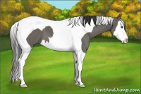 Horse Color:Grullo Splash Tobiano 