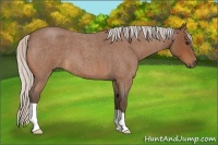 Horse Color:Silver Bay Roan