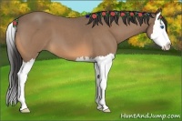 Horse Color:Buckskin Roan Splash 