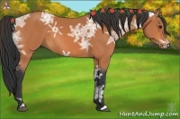 Horse Color:Bay Ice Rabicano 