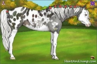 Horse Color:Liver Chestnut Splash Appaloosa 