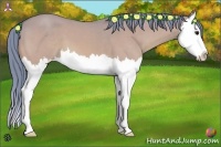 Horse Color:Watercolor Bay Dun Splash 