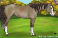 Horse Color:Liver Red Dun Sabino Splash Rabicano 