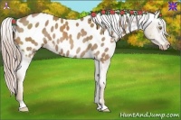 Horse Color:Palomino Near Leopard Rabicano 