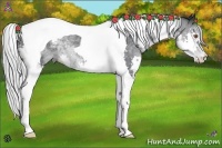 Horse Color:Silver Black Chinchilla Splash Tobiano Rabicano 