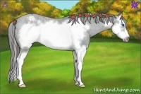 Horse Color:Black Splash Frame Appaloosa 