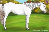 Horse Color:White Spotted Chestnut Appaloosa 