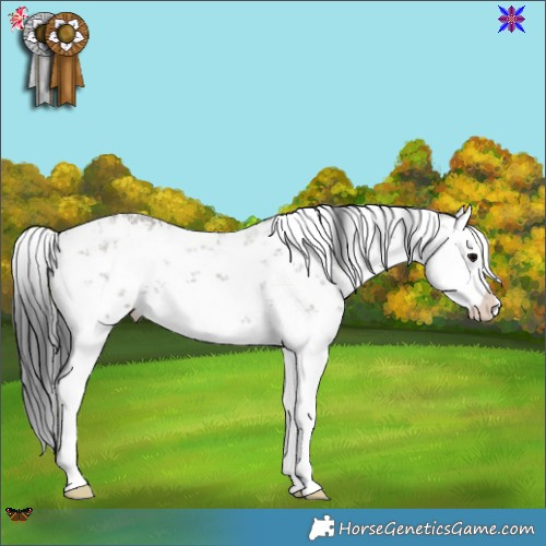 Horse Color:White Spotted Grullo Sabino Splash Rabicano 