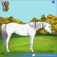 Horse Color:White Spotted Grullo Sabino Splash Rabicano