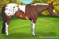 Horse Color:Bay Tobiano Appaloosa 