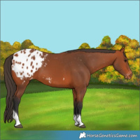 Horse Color:Bay Tobiano Appaloosa 