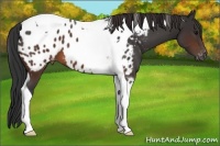 Horse Color:Brown Tobiano Near Leopard 