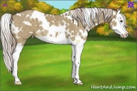 Horse Color:White Spotted Chocolate Palomino Dun Splash 