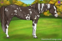 Horse Color:White Spotted Liver Chestnut Splash 