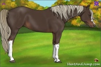 Horse Color:Liver Chestnut 