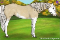 Horse Color:Chocolate Palomino Dun Splash