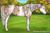 Horse Color:White Spotted Silver Bay 