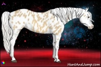 Horse Color:Silver Buckskin Dun Appaloosa