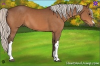 Horse Color:Silver Bay 