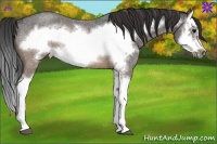 Horse Color:Brown Roan Splash Frame Rabicano 