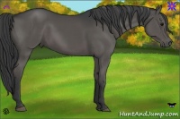 Horse Color:Black Sabino 