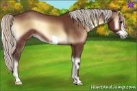 Horse Color:Silver Brown Onyx Frame 