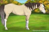 Horse Color:Amber Champagne Dun Splash 