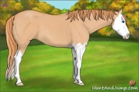Horse Color:Watercolor Red Dun Sabino Splash 