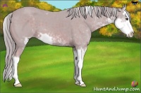 Horse Color:Watercolor Chestnut Sabino Splash