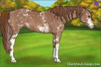 Horse Color:White Spotted Chestnut 