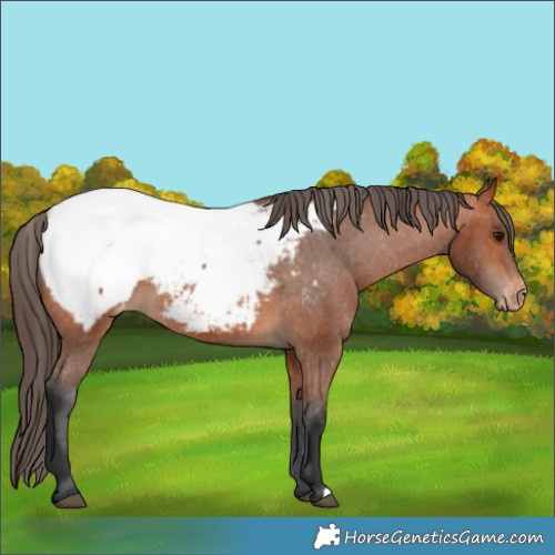 Horse Color:Bay Appaloosa 