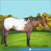 Horse Color:Bay Snowcap 