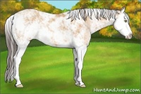 Horse Color:Amber Champagne Sabino Splash 