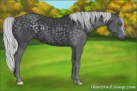Horse Color:Silver Black Chinchilla 