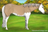 Horse Color:Palomino Splash 