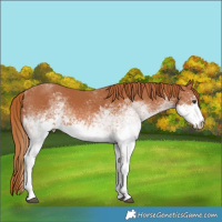 Horse Color:White Spotted Chestnut 