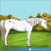 Horse Color:Bay Splash Appaloosa 
