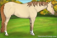 Horse Color:Gold Champagne Roan Dun 