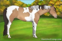 Horse Color:Amber Champagne Tobiano