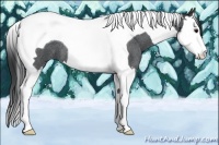 Horse Color:Blue Roan Splash Tobiano