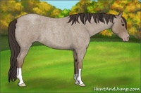 Horse Color:Classic Champagne Roan