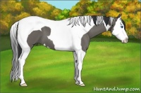 Horse Color:Grullo Splash Tobiano