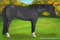 Horse Color:Blue Roan