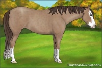 Horse Color:Classic Champagne Roan Splash