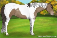 Horse Color:Classic Champagne Tobiano 