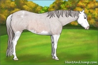 Horse Color:Bay Roan Splash Appaloosa