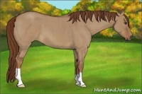 Horse Color:Red Dun Roan